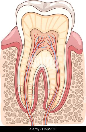 Querschnitt durch medizinische Vektor-Illustration des menschlichen Zahnes Stock Vektor