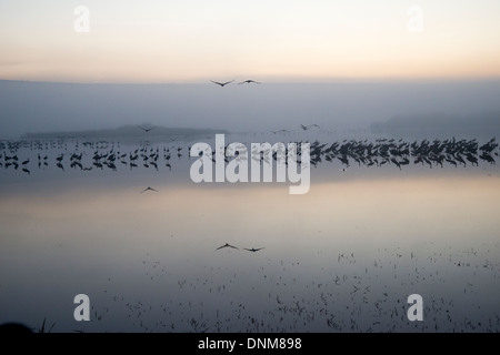 Agemon Bird Sanctuary, Upper Galilee, Israel, Krane Stockfoto