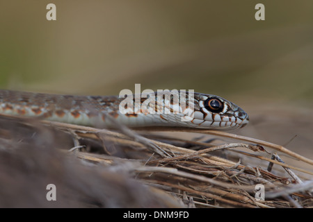 Großen Kaspischen Peitsche Schlange (Dolichophis Caspius) Stockfoto