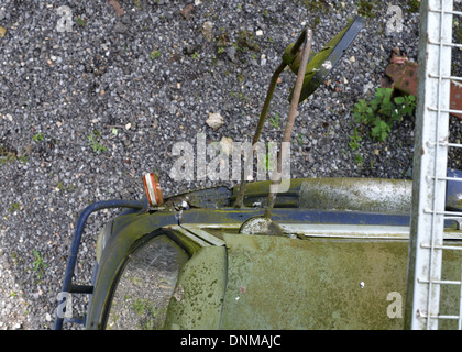 Obskure Detail eines Bedford TK LKW-Kabine, von oben gesehen und grün mit Moos Stockfoto