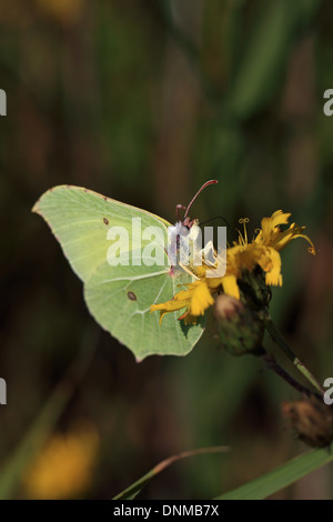 Gemeinsamen Zitronenfalter (Gonepteryx Rhamni) Stockfoto