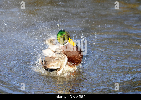 Erwachsene männliche Stockente Ente stretching und Reinigung ihrer Flügel. Stockfoto