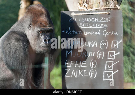 2. Januar 2014. London Zoo, London, UK. Heimat von mehr als 800 Arten, ZSL London Zoo Tierpfleger zählen alle Wirbellosen, Vogel, Fisch, Säugetier, Reptil & Amphibien. Der Graf ist im Rahmen der seine Lizenz, die Ergebnisse dann protokolliert in der internationalen Arten Information System (ISIS) Stockfoto