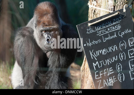 2. Januar 2014. London Zoo, London, UK. Heimat von mehr als 800 Arten, ZSL London Zoo Tierpfleger zählen alle Wirbellosen, Vogel, Fisch, Säugetier, Reptil & Amphibien. Der Graf ist im Rahmen der seine Lizenz, die Ergebnisse dann protokolliert in der internationalen Arten Information System (ISIS) Stockfoto