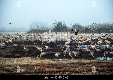 Agemon Bird Sanctuary, Upper Galilee, Israel, Krane Stockfoto