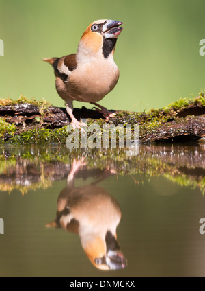 Kernbeißer (Coccothraustes Coccothraustes) am Rande einer Waldschwimmbad Stockfoto