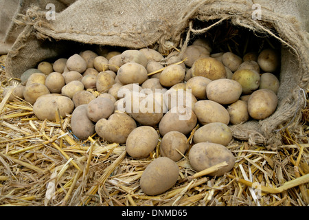 Handewitt, Deutschland, Plünderung Kartoffeln auf Stroh Stockfoto