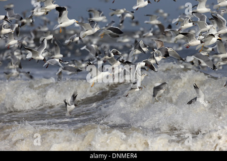 Möwen im Fressattacke Stockfoto