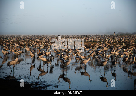 Agemon Bird Sanctuary, oberen Galiläa, Israel Stockfoto