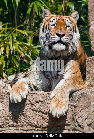 Aysha, Bengal-Tiger (Panther Tigris Tigris), Isle Of Wight Zoo, Sandown, Isle Of Wight, Hampshire, England Stockfoto