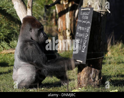 LONDON, VEREINIGTES KÖNIGREICH. 2. Januar, 2014.Kumbuka, sieht ein Silberrücken Westlicher Flachlandgorilla auf dem Brett während der jährlichen Bestandsaufnahme ZSL London Zoo Tiere in London, Großbritannien, am 2. Januar 2014. Der Zoo jährliche Bestandsaufnahme erfordert Halter auf die Nummern der jeweils mehr als 800 einzigartige Spezies, einschließlich alle Wirbellosen, Vogel, Fisch, Säugetier, Reptilien und Amphibien zu überprüfen. Bildnachweis: Xinhua/Alamy Live-Nachrichten Stockfoto