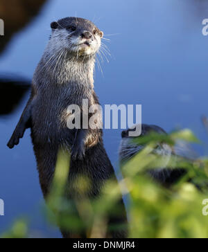 LONDON, VEREINIGTES KÖNIGREICH. 2. Januar blicken 2014.Oriental kurze Krallen Otter Fotografen während der jährlichen Bestandsaufnahme ZSL London Zoo Tiere in London, Großbritannien, am 2. Januar 2014. Der Zoo jährliche Bestandsaufnahme erfordert Halter auf die Nummern der jeweils mehr als 800 einzigartige Spezies, einschließlich alle Wirbellosen, Vogel, Fisch, Säugetier, Reptilien und Amphibien zu überprüfen. Bildnachweis: Xinhua/Alamy Live-Nachrichten Stockfoto