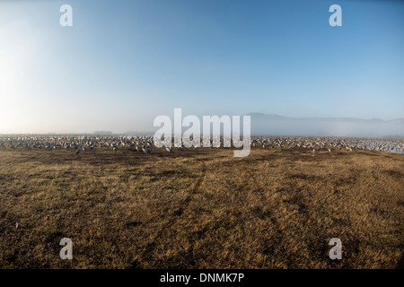 Agemon Bird Sanctuary, Upper Galilee, Israel Krane Stockfoto