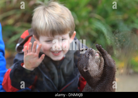 Oriental kurze Krallen Otter (Aonyx Cinerea) Stockfoto