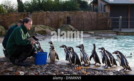 London, UK. 2. Januar 2014. . Pinguine während der jährlichen Bestandsaufnahme ZSL London Zoo am 2. Januar 2014 in London, Vereinigtes Königreich. Die Anzahl die obligatorischen ist erforderlich, da Teil der ZSL London Zoo-Zoo-Lizenz und die Ergebnisse werden protokolliert in der internationalen Arten Information System (ISIS), wo die Daten gemeinsam mit Zoos auf der ganzen Welt und verwendet, um die internationalen Zuchtprogrammen für bedrohte Tierarten zu verwalten... (Bildnachweis: James Warren/Alamy Live-Nachrichten) Stockfoto