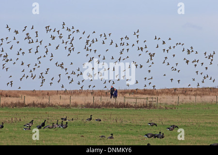 Golden Plover (Pluvialis Apricaria) Norfolk UK November 2013 Stockfoto