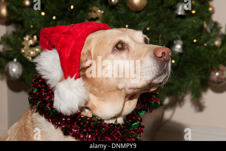 Labrador Retriever Hund trägt eine Weihnachtsmütze zur Weihnachtszeit Stockfoto