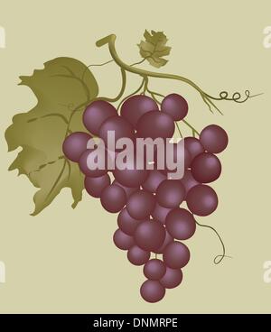 Trauben Stock Vektor