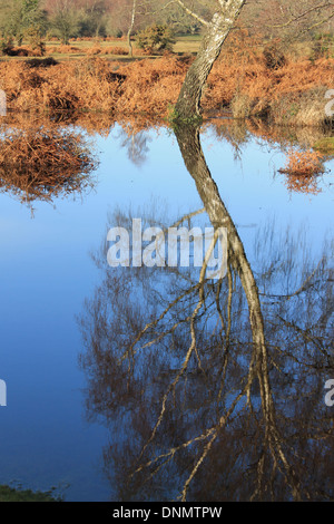 Spiegelbild einer Silber Birke in überfluteten Wäldern, New Forest National Park, Hampshire, UK Stockfoto