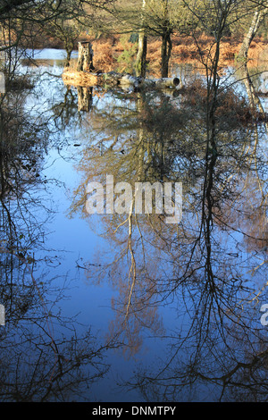 Silber Birken spiegelt sich in dem überfluteten Waldboden im New Forest, in der Nähe von Brockenhurst, Hampshire, UK Stockfoto