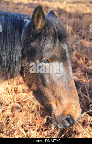 Eine Kastanie-farbige New Forest Pony in der Nähe von Brockenhurst, Hampshire, UK Stockfoto