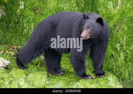 Black Bear Cub am Strand bei Ebbe zu fangen Krebse zu essen. (Ursus Americanus). Vancouver Island, British Columbia, Kanada Stockfoto