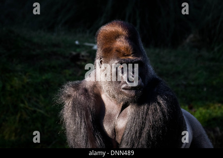 Kumbuka, einem westlichen Flachlandgorilla in seinem Gehege während der Zoologischen Gesellschaft von London (ZSL) jährliche Bestandsaufnahme der Tiere. Stockfoto