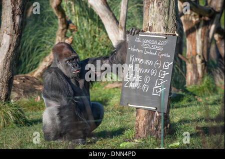 ZSL London Zoo, Regents Park, UK. 2. Januar 2014. Die jährliche Bestandsaufnahme der ISS startet mit einer Anzahl von den westlichen Flachlandgorillas. Die männlichen Gorilla hält das Schild. Bildnachweis: Malcolm Park Leitartikel/Alamy Live-Nachrichten Stockfoto