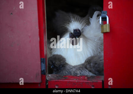 London, UK. 2. Januar 2014. Hühner im Rahmen der Bestandsaufnahme im London Zoo in London UK. 2. Januar 2014, Foto von siehe Li / Alamy Live News Stockfoto