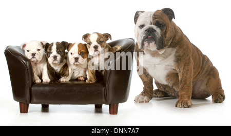 englische Bulldogge Welpen sitzen neben ihrer Mutter - 8 Wochen alten Welpen - Wurf Stockfoto