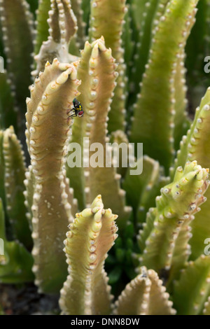 Aas Blume (Stapelia Gigantea) Sukkulenten in Baja, Mexiko. Stockfoto