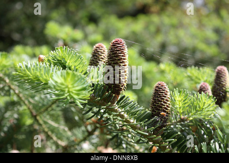 Eine kleine Gruppe von Tannenzapfen auf einen Baum mit einem feinen gestrandeten Spinnennetz zwischen ihnen wächst. Stockfoto