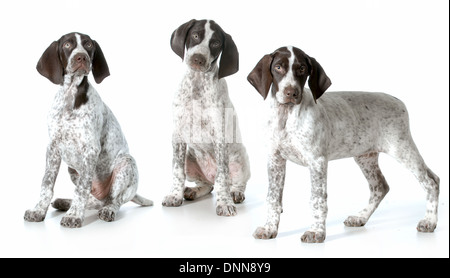 drei Welpen - Deutscher Kurzhaariger Vorstehhund Welpen aus einem Wurf isoliert auf weißem Hintergrund - 11 Wochen alt Stockfoto