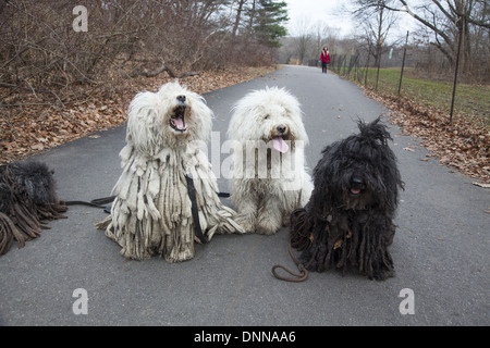 Der Puli ist eine kleine bis mittelgroße Rasse der ungarischen hüten und Vieh bewachenden Hund bekannt für seine lange, zottige Fell. Stockfoto