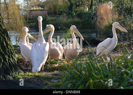 London, UK. 2. Januar 2014. Pelikane im Rahmen der Bestandsaufnahme im London Zoo in London UK. 2. Januar 2014, Foto von siehe Li / Alamy Live News Stockfoto
