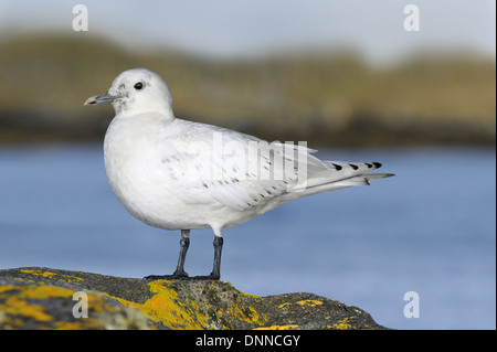 Elfenbein Gull - Pagophila Eburnea - Juvenile Stockfoto