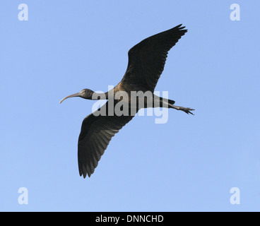 Sichler - Plegadis Falcinellus - 1. winter Stockfoto