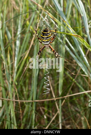 Wasp Spider - Argiope Bruennichi - weiblich Stockfoto