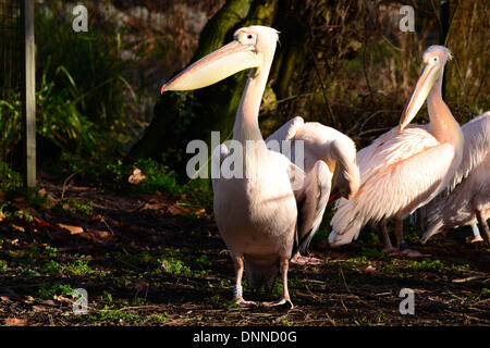 London, UK. 2. Januar 2014. Pelikane im Rahmen der Bestandsaufnahme im London Zoo in London UK. 2. Januar 2014, Foto von siehe Li / Alamy Live News Stockfoto