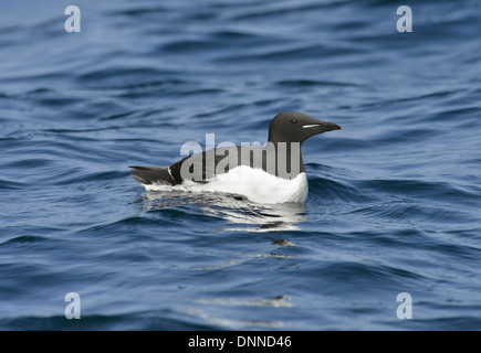 Brunnich der Guillemot - Uria Lomvia - Sommer. Stockfoto