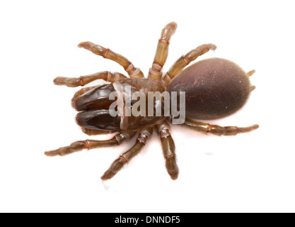 Geldbörse-Web-Spider - Atypus Affinis, Atypidae - weiblich Stockfoto