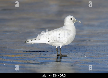 Elfenbein Gull - Pagophila Eburnea - 1. winter Stockfoto