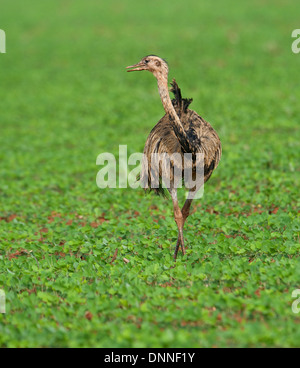 Größere Rhea (Rhea Americanus) in Soja-Felder, Amazonasgebiet, Mato Grosso, Brasilien Stockfoto