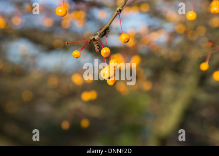 Gelber Holzapfel Früchte von Malus Transitoria im winter Stockfoto