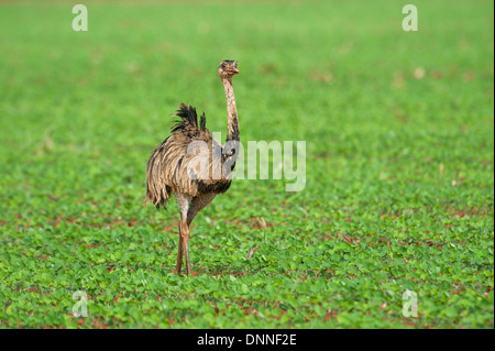 Größere Rhea (Rhea Americanus) in Soja-Felder, Amazonasgebiet, Mato Grosso, Brasilien Stockfoto