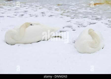 Chicago, Illinois, USA. 2. Januar 2014. Lincoln Park Zoo Trumpeter Schwäne in Deckung vor den in der Kälte. Ein Seeeffekt-Sturm vor Lake Michigan gedumpten einigen Zoll lockeres Pulver auf dem Gelände. Bildnachweis: Todd Bannor/Alamy Live-Nachrichten Stockfoto