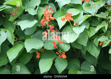 Runner Bean Blumen im Sommer Stockfoto