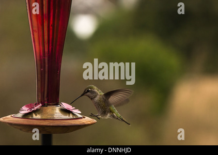 Schlag landen Anna Kolibri nähert sich ein Kolibri Feeder um Nektar zu trinken haben. Stockfoto