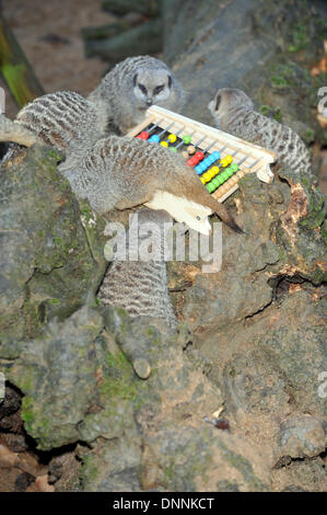 London, UK. 2. Januar 2014.  Fischotter im ZSL London Zoo jährliche Bestandsaufnahme am 2. Januar 2014 in London, Vereinigtes Königreich. Die Anzahl die obligatorischen ist erforderlich, da Teil der ZSL London Zoo-Zoo-Lizenz und die Ergebnisse werden protokolliert, in das Informationssystem der International Art, wo die Daten gemeinsam mit Zoos auf der ganzen Welt und verwendet, um die internationalen Zuchtprogrammen für gefährdete Tiere, Foto von Brian Jordan/Alamy Live News verwalten Stockfoto