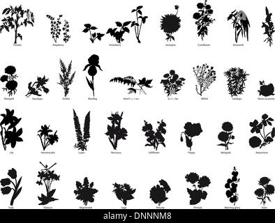 Kollektion von anderen Garten Vektor Silhouetten von Pflanzen Stock Vektor